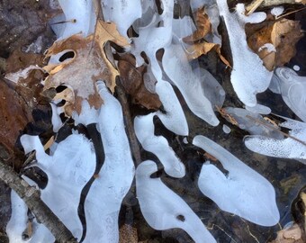 Winter photography, nature photography, Ice and leaves, Creek, fine art print