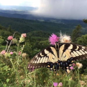 Butterfly art, mountain landscape Photography print, Virginia, nature gift, healing nature photography