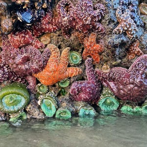 Beach landscape photography print, Oregon, Ocean, Sea Stars, starfish, healing art photography, wall decor