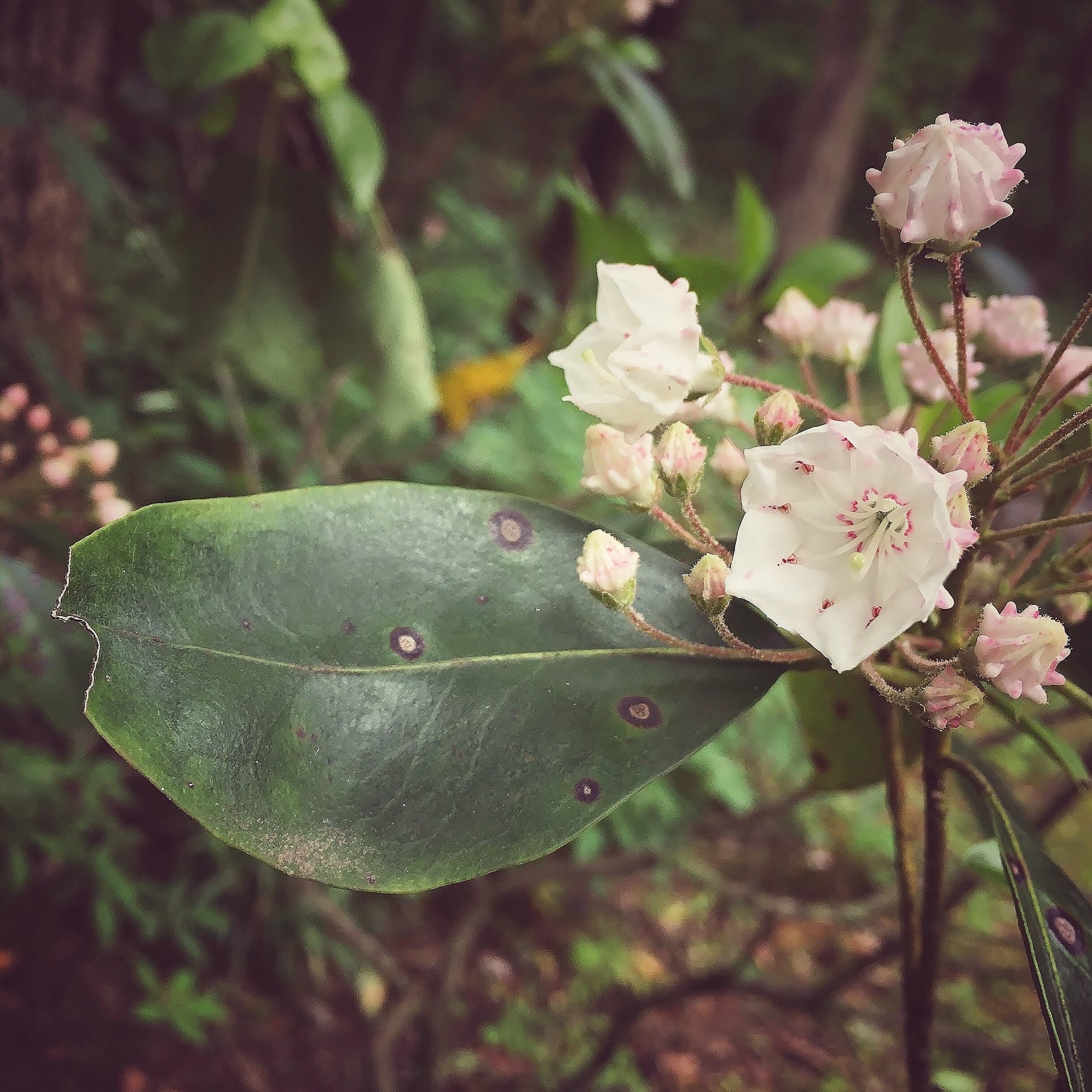 Plant Photography Wild Flower Photography Mountain Laurel Etsy