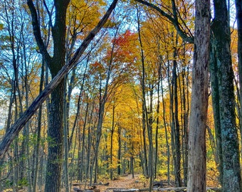Autumn Landscape photography print, hiking trail, national park, Appalachian Mountains, Shenandoah, wall decor, healing nature print