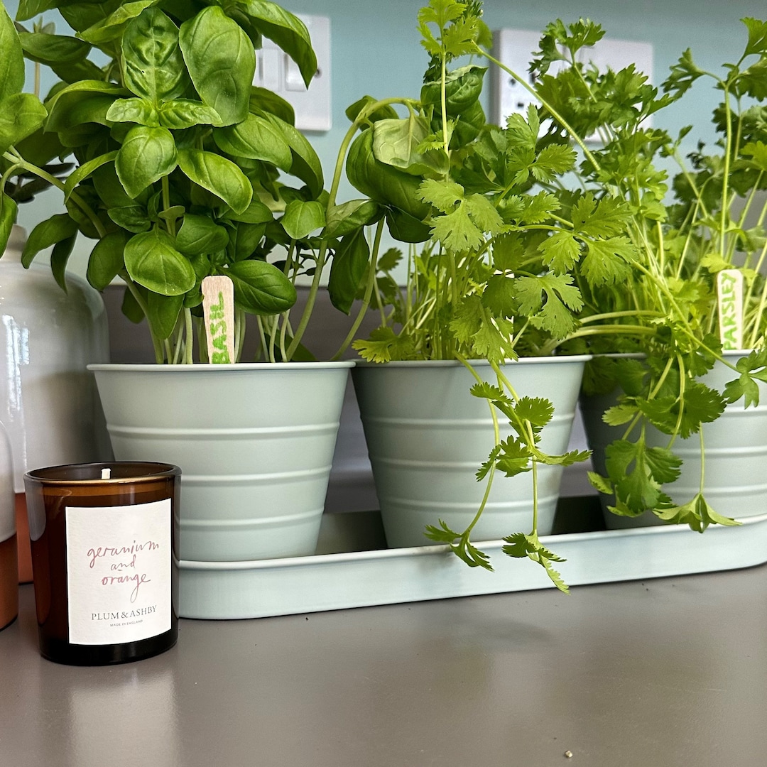 Grey / Green Metal Herb Pots With Tray Small Green / Grey Planters Tin