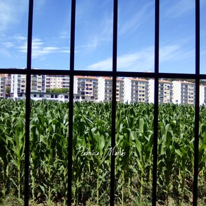 Digital Photography Slavery Gift for him gift for her corn field prison bars blue sky buildings trap home decor digital print black blue