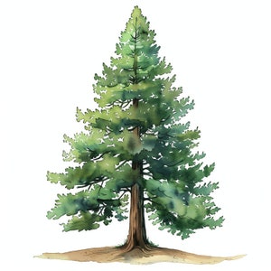 Pacchetto di clipart PNG di alberi e foreste di sequoie - 50 PNG di alta qualità - Download immediato - Calendario, carta, tazza, tumbler, maglietta, sublimazione PNG