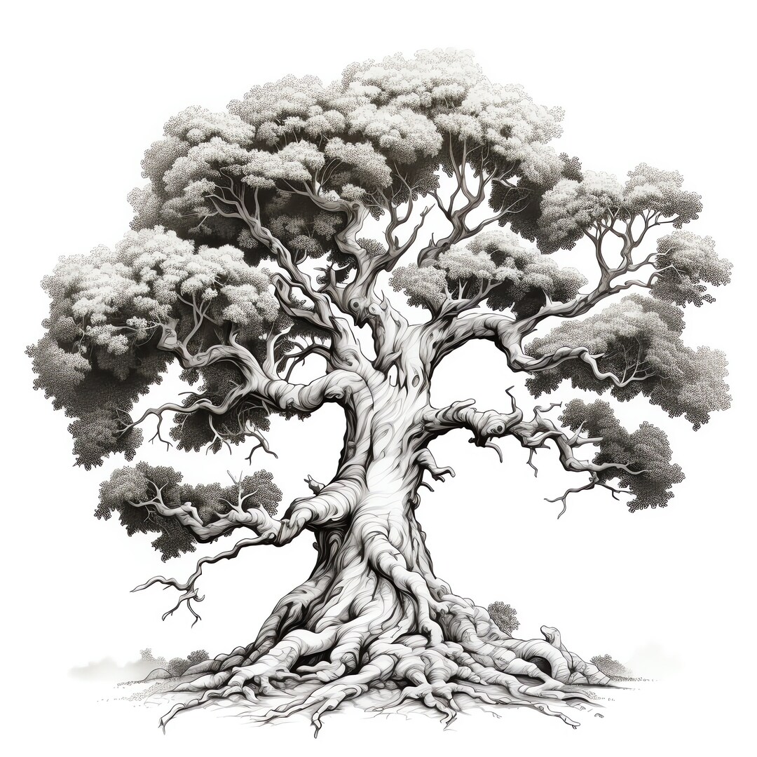 Black and White Oak Tree Clipart 45 High Quality Jpgs Digital Download