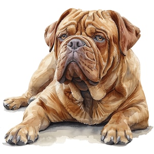 Bordeauxdog PNG Clipart bundel - 43 hoge kwaliteit PNG - direct downloaden - kalenderkaart mok beker Tumbler Tshirt sublimatie ontwerp PNG