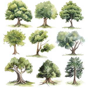Baum Wachstum Fortschritt PNG Clipart Bundle - 47 hochwertige PNG - Sofortiger Download - Kartenherstellung, Mixed Media, digitales Papier Handwerk PNG