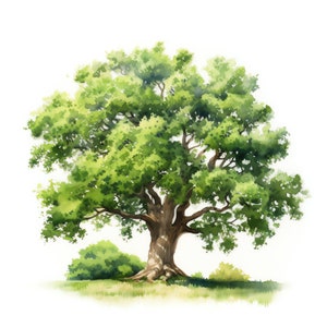 Oak Tree Clipart - 30 High Quality JPGs - Digital Download - Card Making, Mixed Media, Digital Paper Craft
