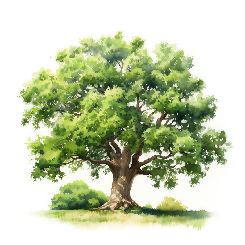 Oak Tree Clipart - 30 High Quality JPGs - Digital Download - Card Making, Mixed Media, Digital Paper Craft