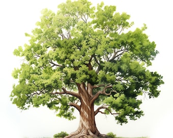 Oak Tree Clipart - 45 High Quality JPGs - Digital Download - Card Making, Mixed Media, Digital Paper Craft