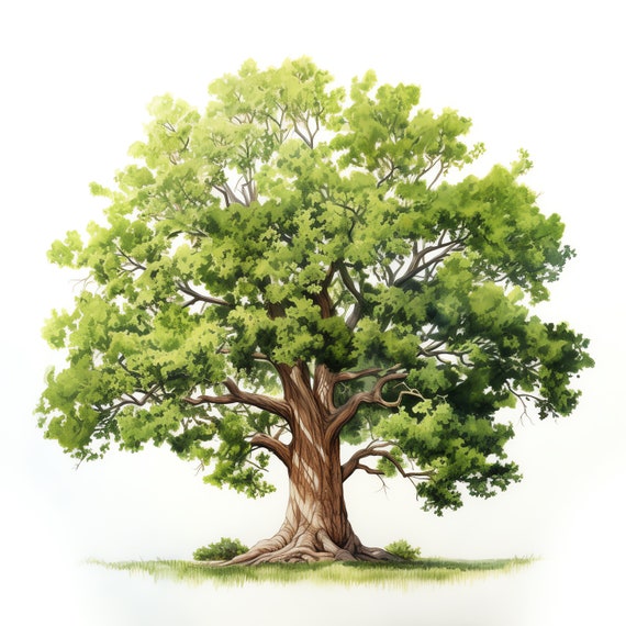 Oak Tree Clipart - 45 High Quality JPGs - Digital Download - Card Making, Mixed Media, Digital Paper Craft