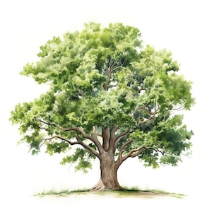 Oak Tree Clipart - 30 High Quality JPGs - Digital Download - Card Making, Mixed Media, Digital Paper Craft
