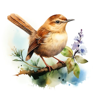 Wren Clipart - 45 wysokiej jakości JPG - Pobieranie cyfrowe - Tworzenie kartek, media mieszane, cyfrowe rzemiosło papiernicze
