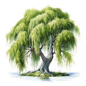 Clipart de árbol de sauce: 45 archivos JPG de alta calidad: descarga digital: fabricación de tarjetas, técnicas mixtas, manualidades con papel digital
