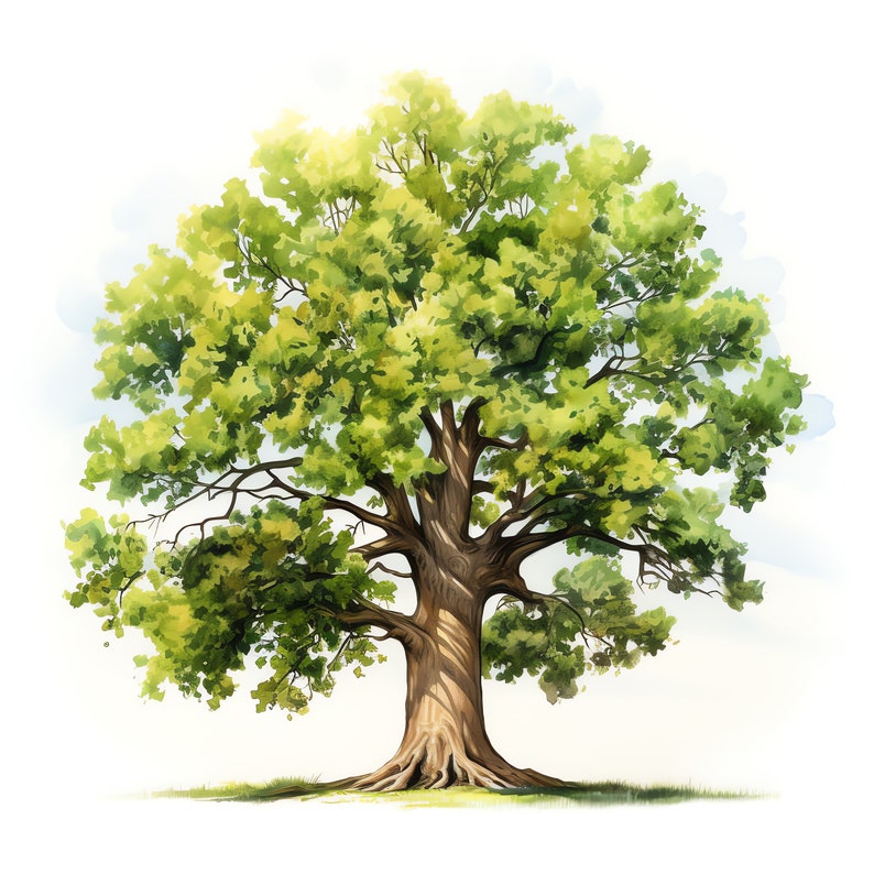 Oak Tree Clipart - 30 High Quality JPGs - Digital Download - Card Making, Mixed Media, Digital Paper Craft