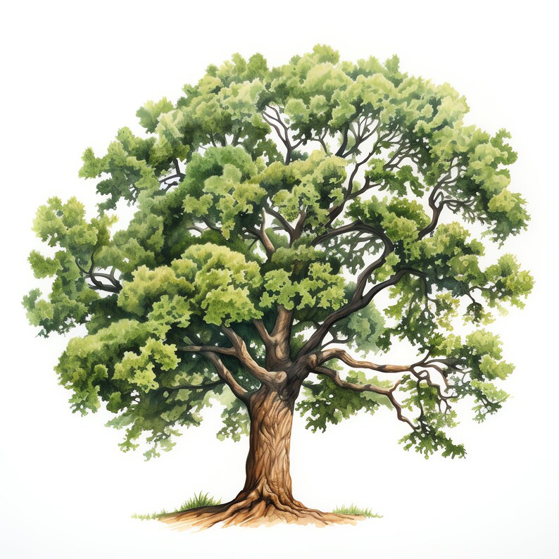 Oak Tree Clipart - 30 High Quality JPGs - Digital Download - Card Making, Mixed Media, Digital Paper Craft