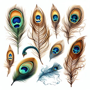 Peacock Feather PNG Clipart - 50 High Quality PNG - Instant Download - Card Making, Printable Art, Digital Paper PNG