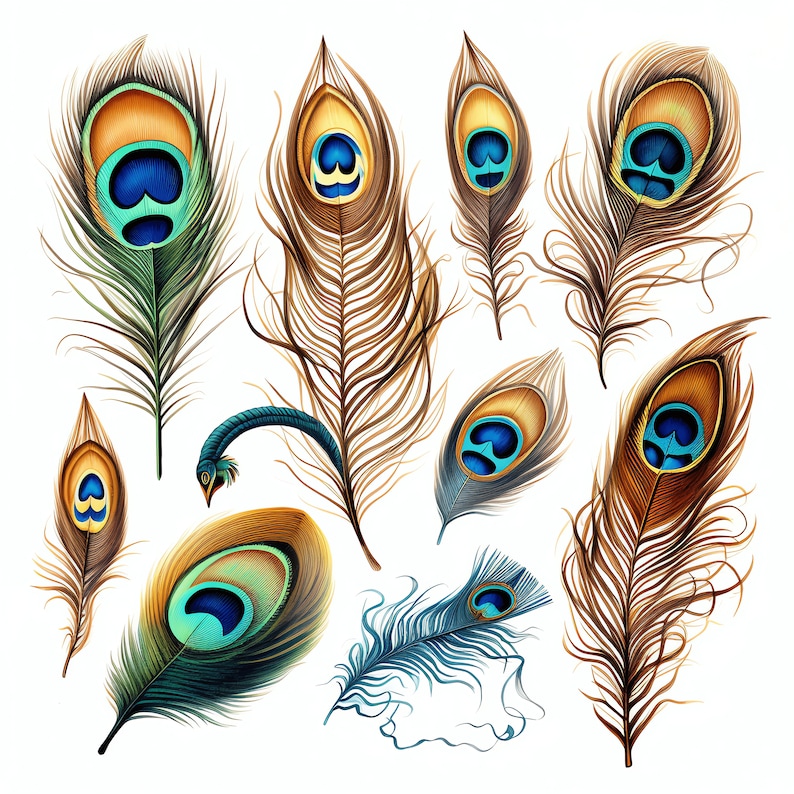 Peacock Feather PNG Clipart - 50 High Quality PNG - Instant Download ...