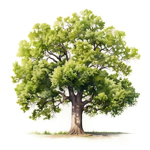 Oak Tree Clipart - 30 High Quality JPGs - Digital Download - Card Making, Mixed Media, Digital Paper Craft