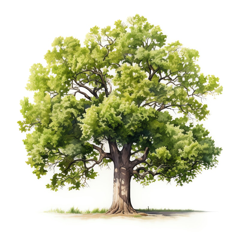 Oak Tree Clipart - 30 High Quality JPGs - Digital Download - Card Making, Mixed Media, Digital Paper Craft