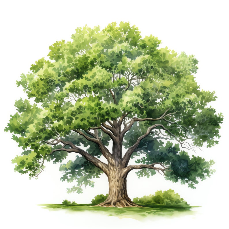 Oak Tree Clipart - 30 High Quality JPGs - Digital Download - Card Making, Mixed Media, Digital Paper Craft