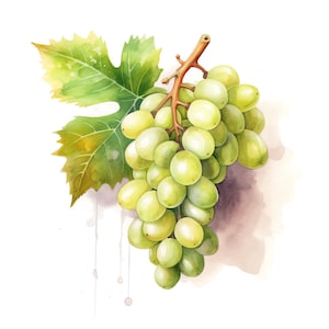 Grapes Clipart - 20 High Quality JPGs - Digital Download - Card Making, Mixed Media, Digital Paper Craft