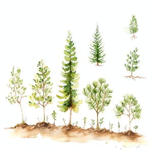 Tree Growth Progress PNG Clipart Bundle - 47 High Quality PNG - Instant ...