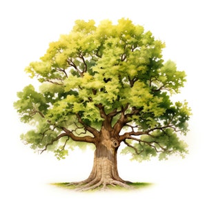 Oak Tree Clipart - 30 High Quality JPGs - Digital Download - Card Making, Mixed Media, Digital Paper Craft