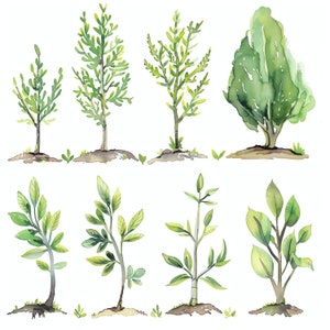 Tree Growth Progress PNG Clipart Bundle - 47 High Quality PNG - Instant ...