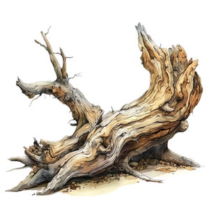 May include: A weathered, gnarled tree trunk with a large, twisted branch. The wood is a light brown colour with a rough texture. The trunk is lying on the ground, and the branch is reaching up into the air.