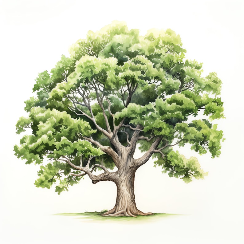 Oak Tree Clipart - 30 High Quality JPGs - Digital Download - Card Making, Mixed Media, Digital Paper Craft