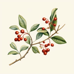 Mistletoe PNG Clipart - 50 High Quality PNG - Instant Download - Card Making, Printable Art, Digital Paper PNG