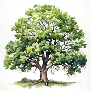 Oak Tree Clipart - 30 High Quality JPGs - Digital Download - Card Making, Mixed Media, Digital Paper Craft