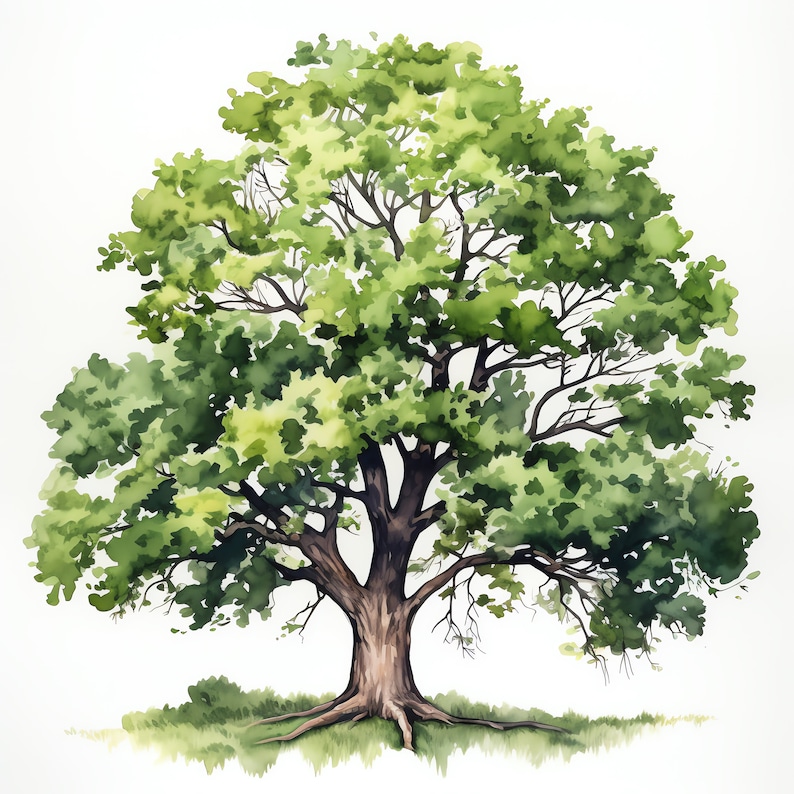 Oak Tree Clipart - 30 High Quality JPGs - Digital Download - Card Making, Mixed Media, Digital Paper Craft