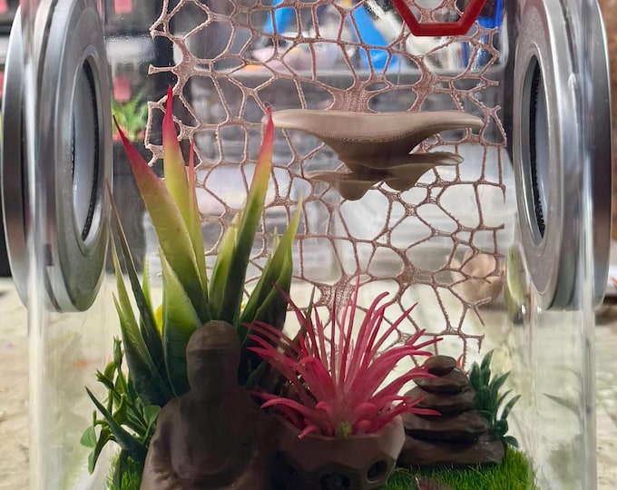 Custom Zen Buddha Succulent Yoga, Hides, Clear Jumping Spider Enclosure, Dual Silver Vents, Feed Hole with Stopper, Bottom Opening