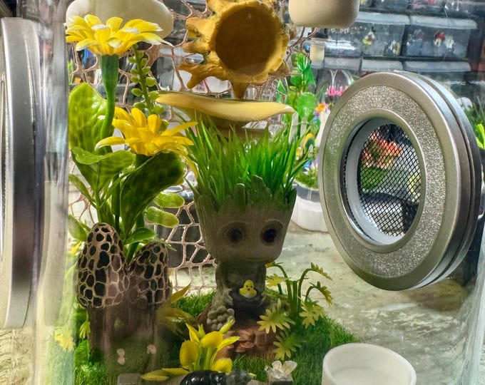 Custom MushroomGroot, Hides, Clear Jumping Spider Enclosure, Dual Silver Vents, Feed Hole with Stopper, Bottom Opening