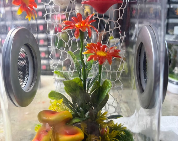 Custom Mushroom, Flower, Hides, Clear Jumping Spider Sling Enclosure, Dual Silver Vents, Feed Hole with Stopper, Bottom Opening