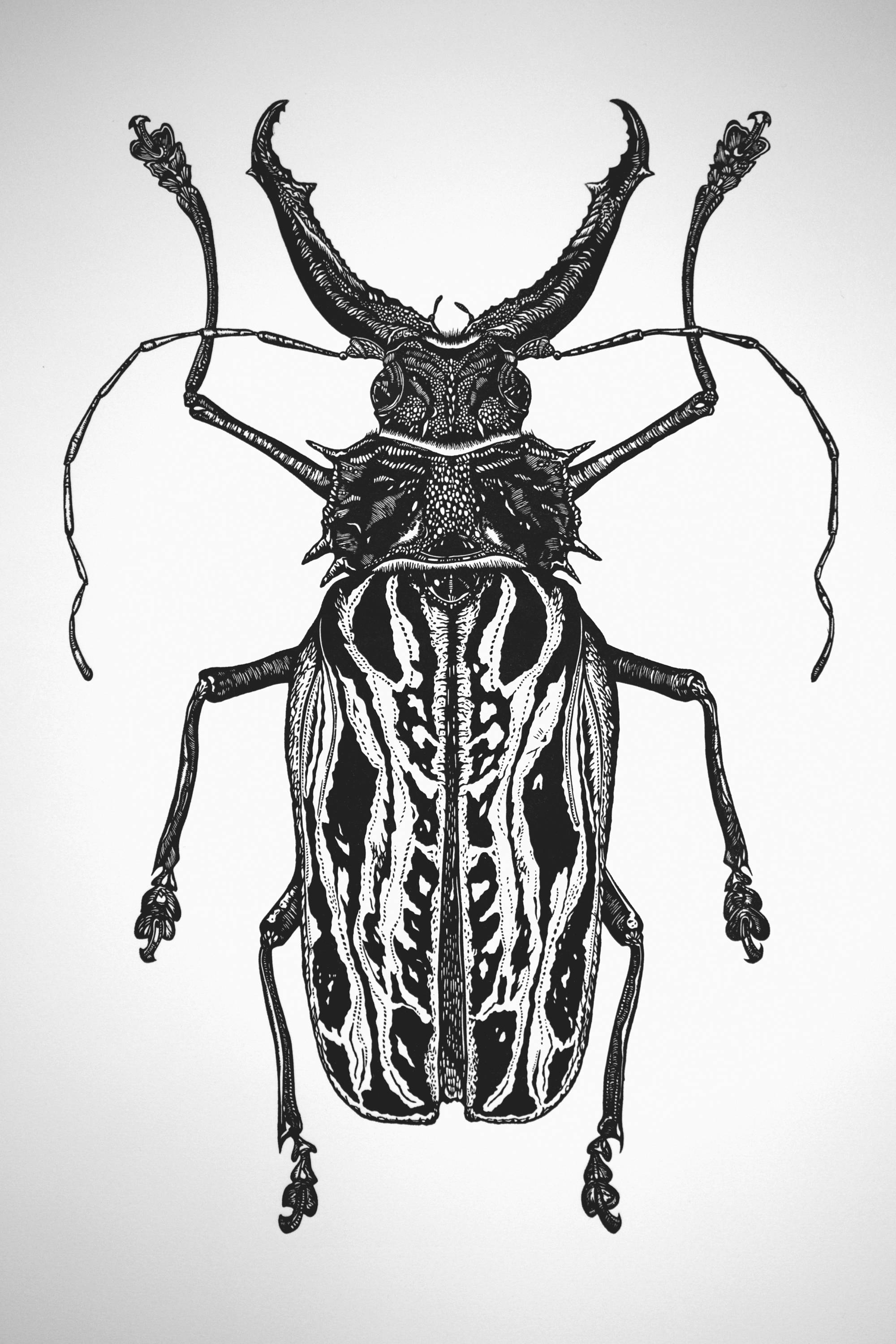 Macrodontia Cervicornis Sabertooth Longhorn Beetle Linocut - Etsy