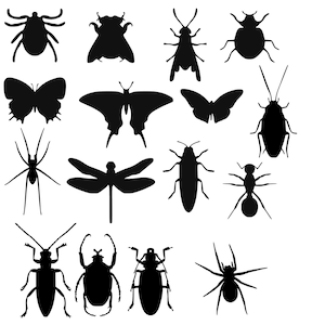Bug Decals, roach decals, Halloween decals, Wall decals, Cockroach wall decals, Spiders, Beetle decals