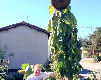 SUNFLOWER KONG Russian 14 Feet Tall!!! Helianthus Giant Huge, 10 Seeds