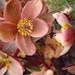 MIX HELLEBORUS Orientalis Hardy Perennial Christmas Rose image 1