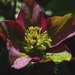 MIX HELLEBORUS Orientalis Hardy Perennial Christmas Rose image 5