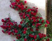 CLIMBING RED ROSE Rosa Bush Hardy Zones 3-9, Scarlet Double Flowers Shrub 5 Rare Seeds