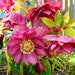 MIX HELLEBORUS Orientalis Hardy Perennial Christmas Rose image 0