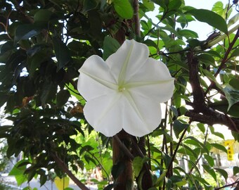 Ipomea Alba Moon Vine seed only 75 cents Shipping on single or multiple items!!
