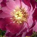 MIX HELLEBORUS Orientalis Hardy Perennial Christmas Rose image 7