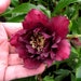 MIX HELLEBORUS Orientalis Hardy Perennial Christmas Rose image 3