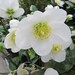 MIX HELLEBORUS Orientalis Hardy Perennial Christmas Rose image 4