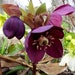 MIX HELLEBORUS Orientalis Hardy Perennial Christmas Rose image 2