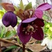 MIX HELLEBORUS Orientalis Hardy Perennial Christmas Rose image 2